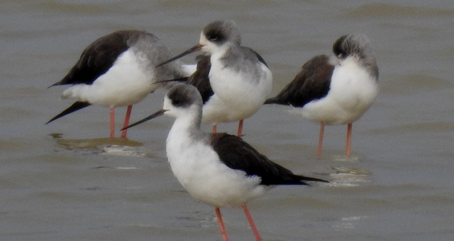 Black-winged Stilts