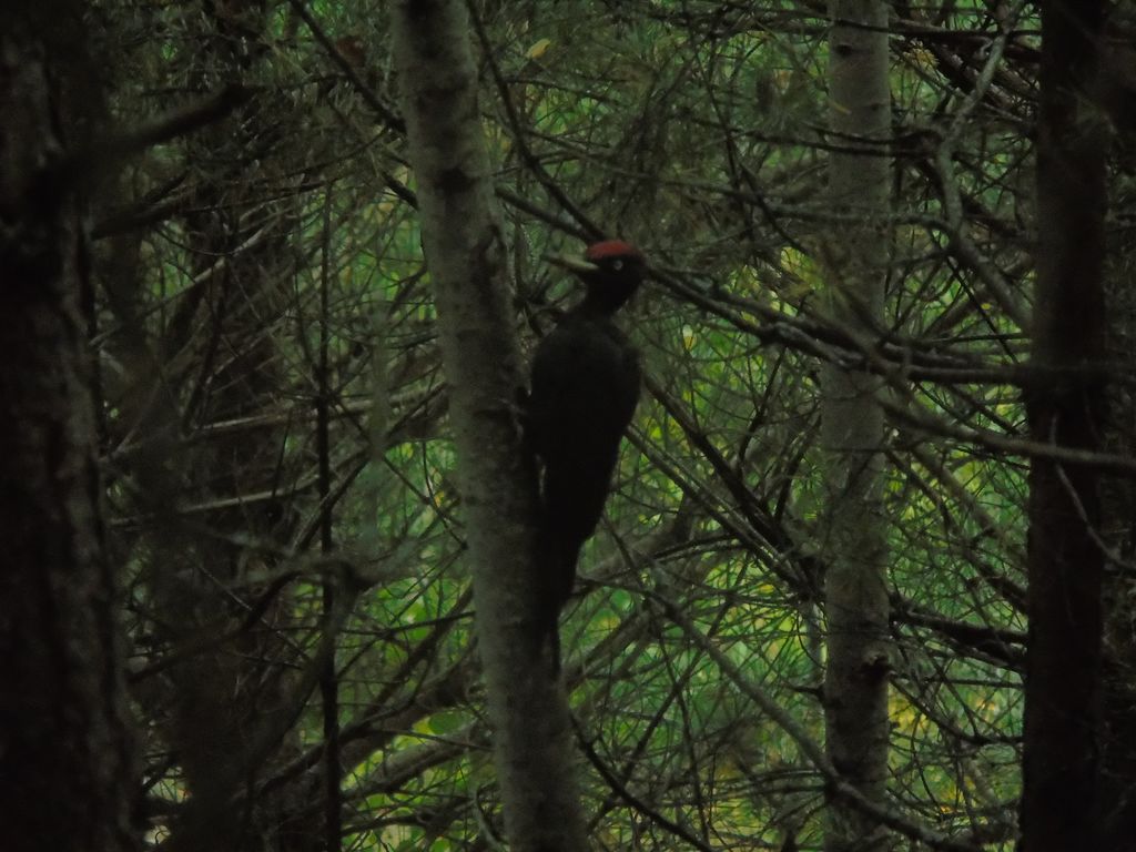 Black woodpecker