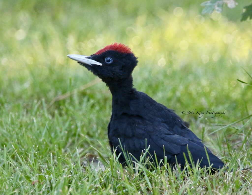 BLACK WOODPECKER