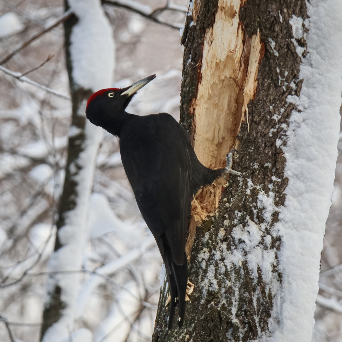 Black Woodpecker