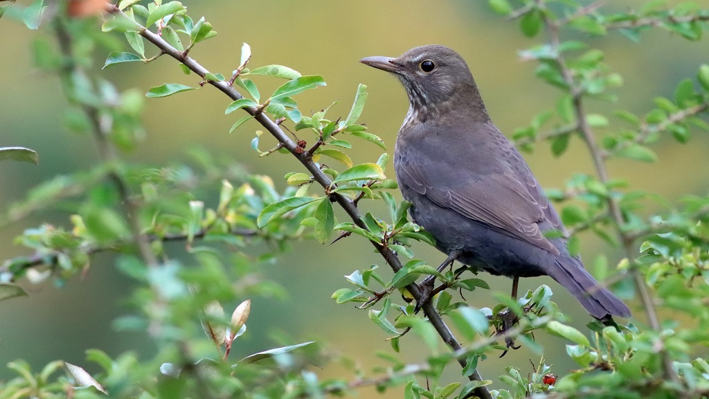 blackbird (1st year male)