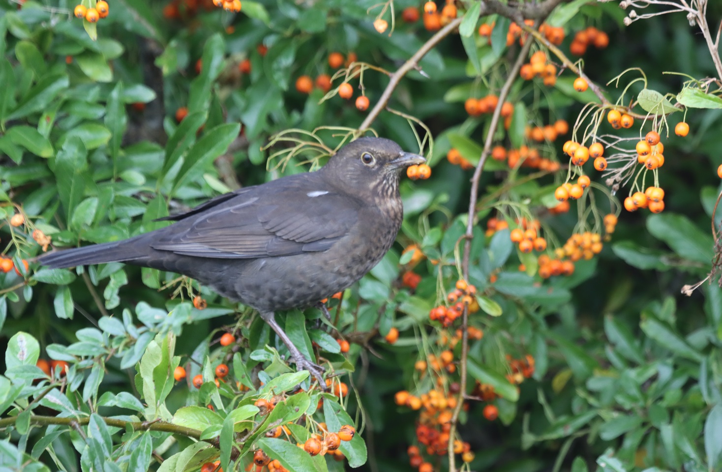 Blackbird (F)