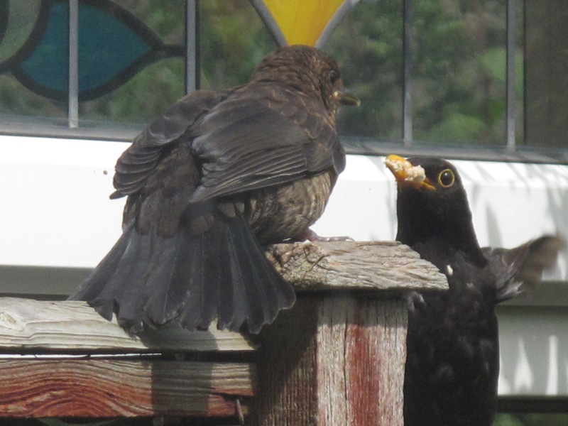 Blackbird feeding his offspring