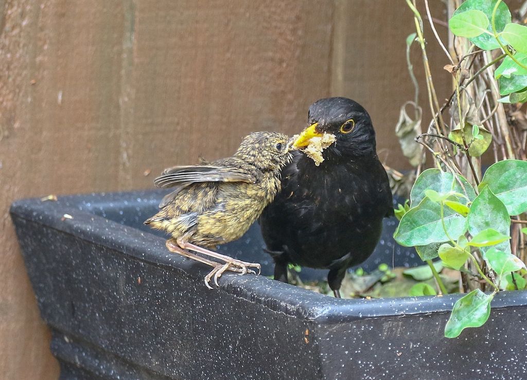 Blackbird fledgeling