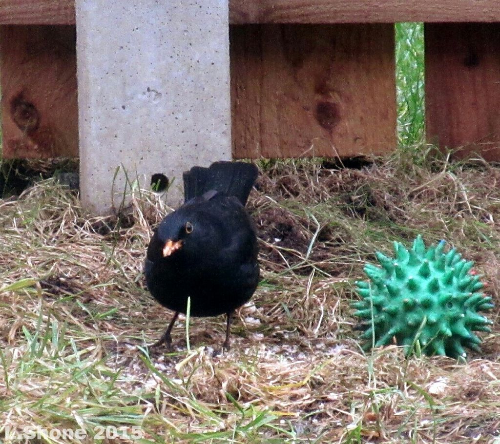 Blackbird in the garden