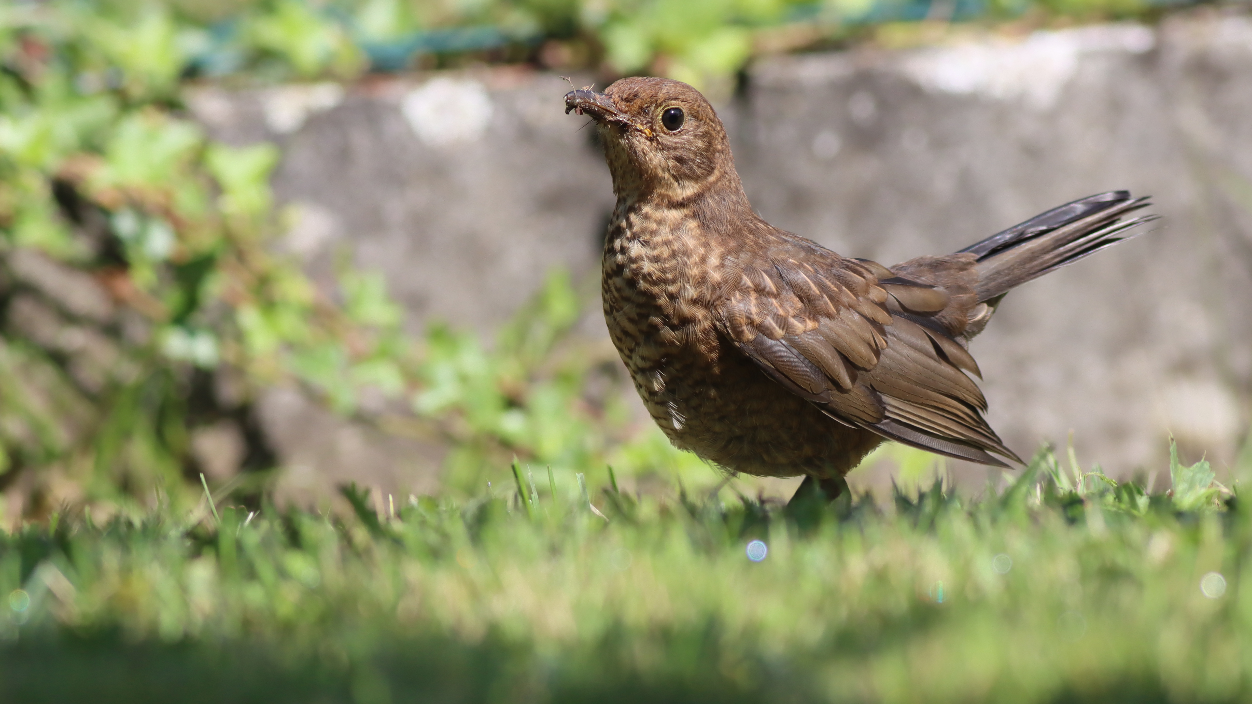 blackbird (juvenile)