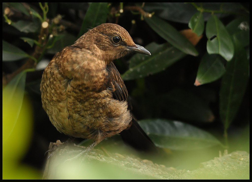 blackbird juvie.