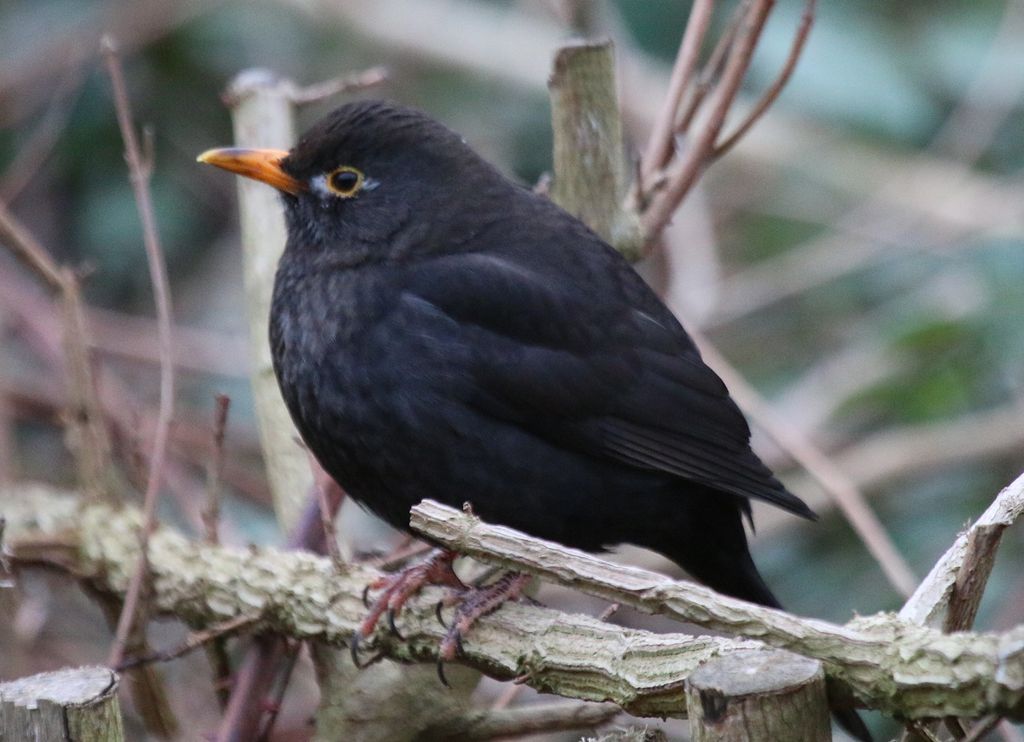 Blackbird (M)