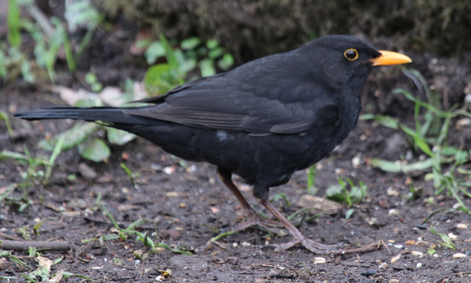 Blackbird (M)