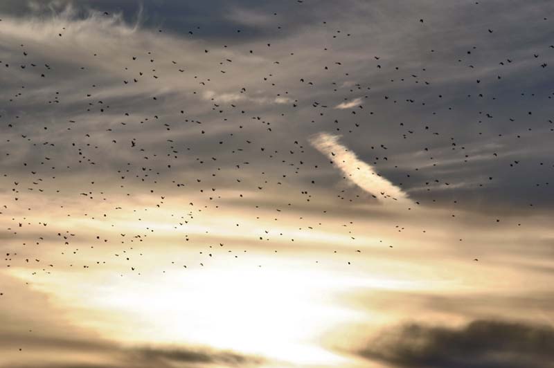 Blackbird Sunset