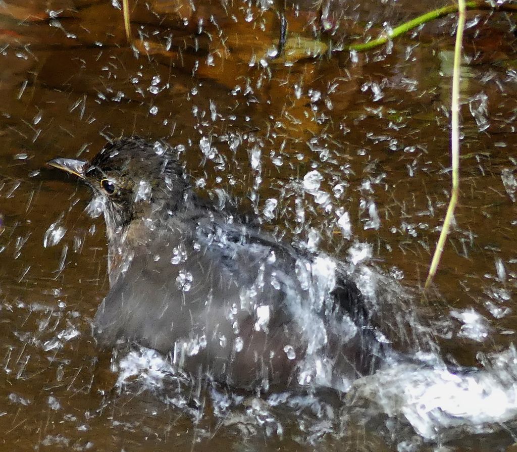 BLACKBIRD TAKING A BATH