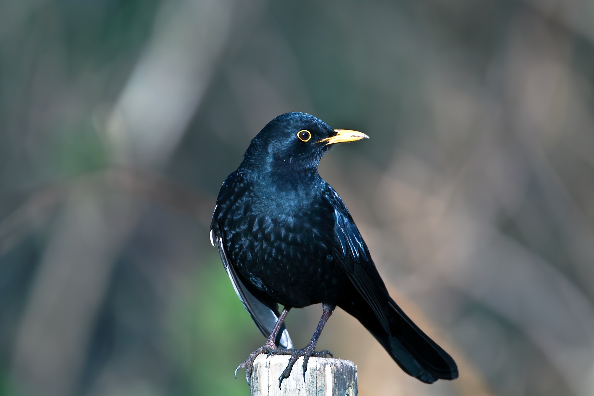 Blackbird