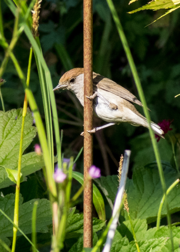 Blackcap (f)