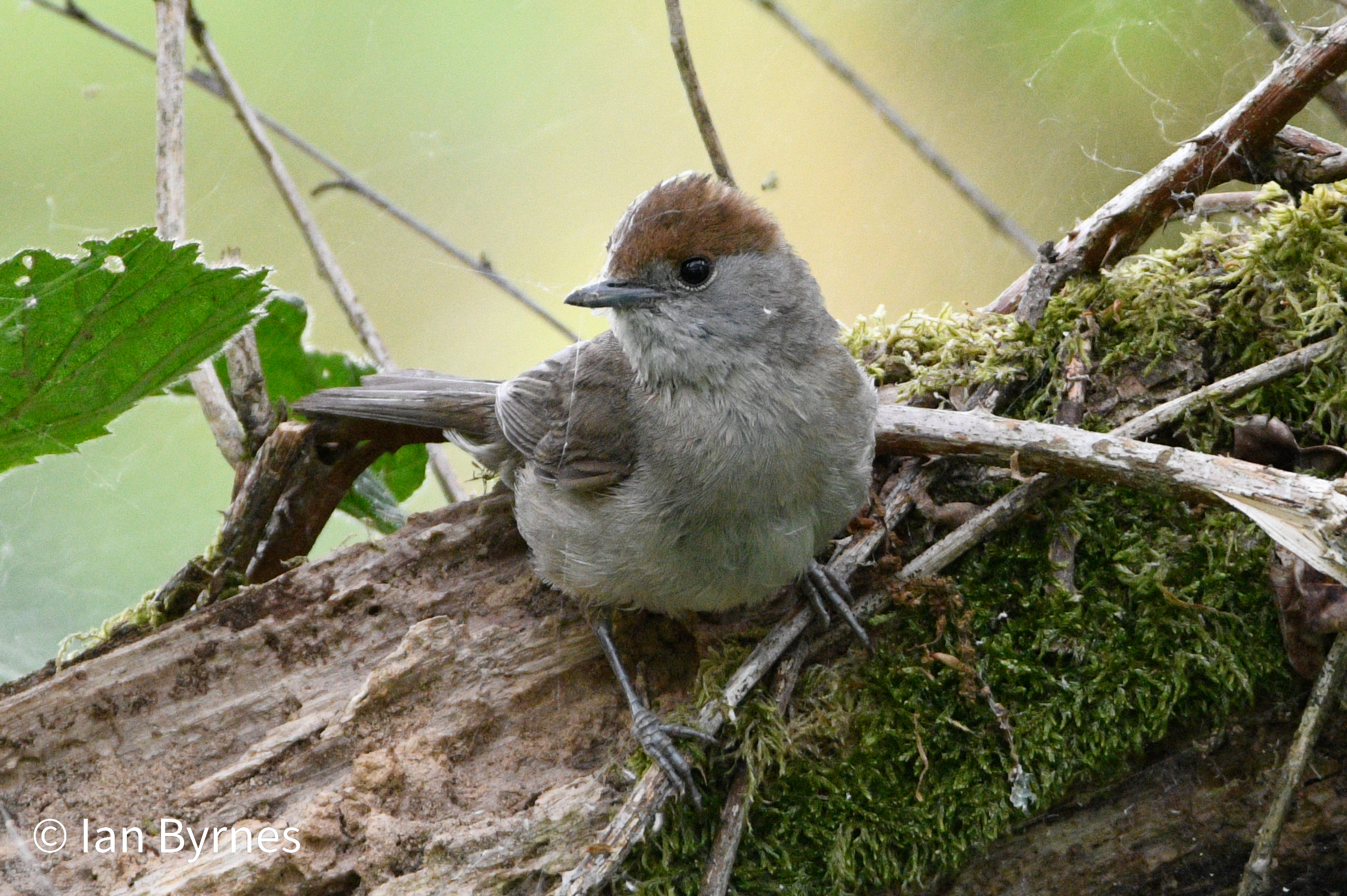 Blackcap female (Sylvia atricapilla)