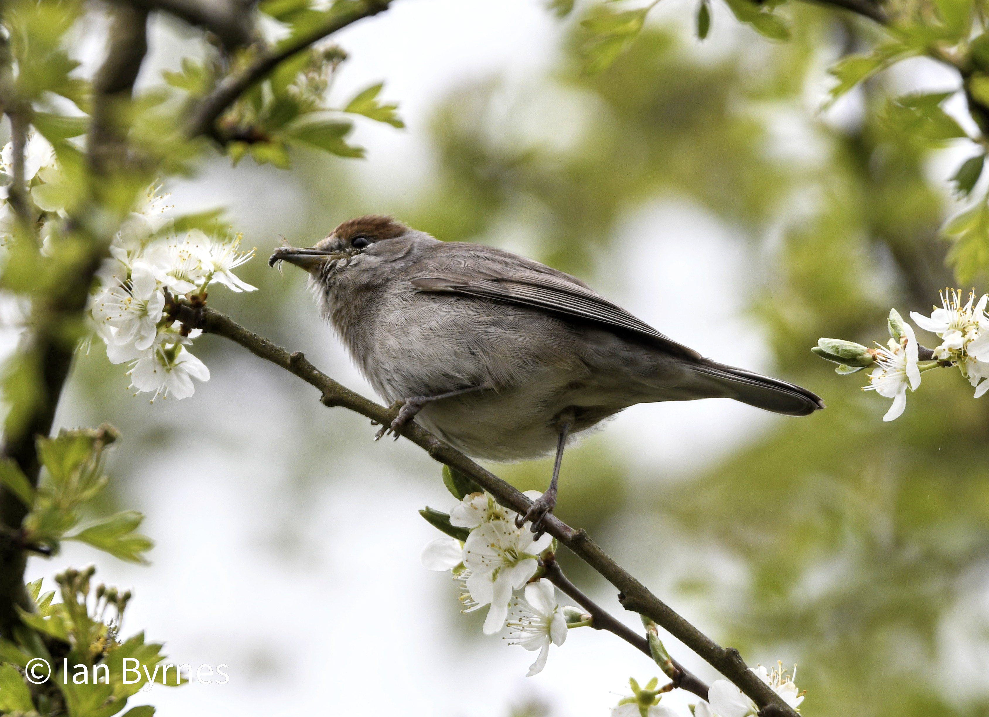 Blackcap female.