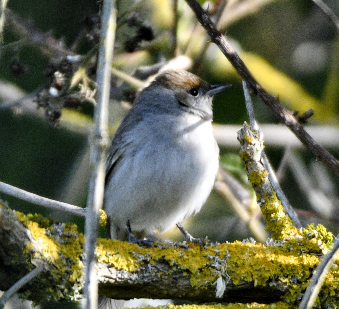 Blackcap female