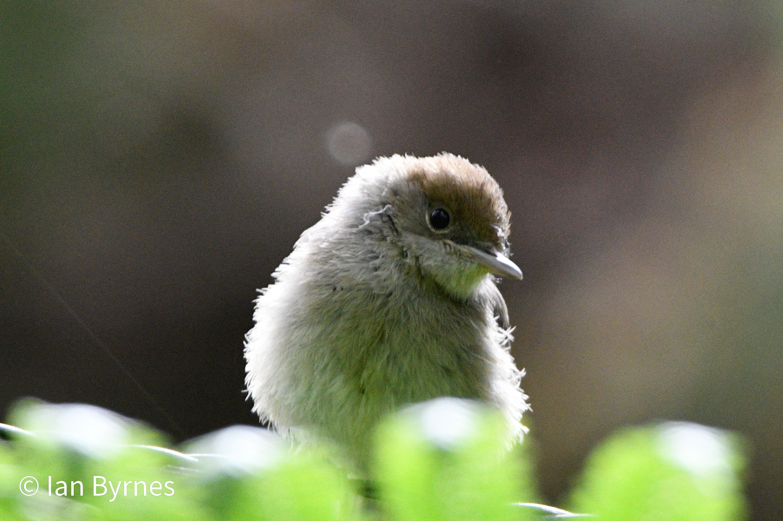 Blackcap juvenile (Sylvia atricapilla)