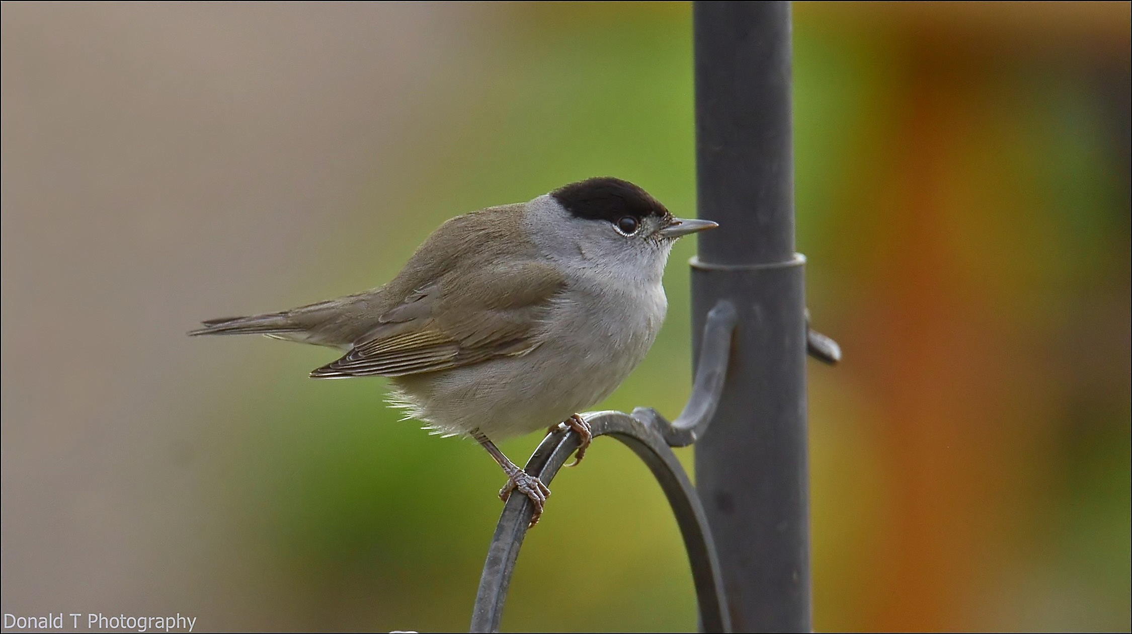Blackcap  ( Male ) welcome visitor yesterday.