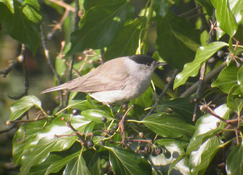 Blackcap