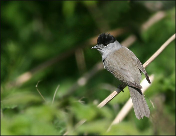 Blackcap