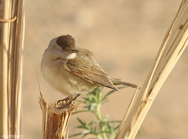 Blackcap