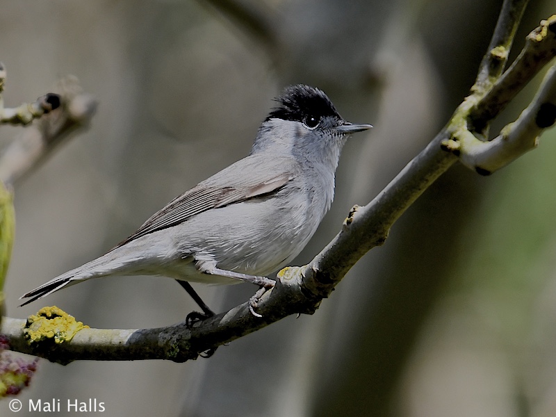 Blackcap