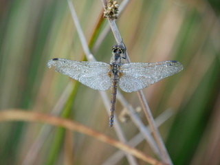 Blackdarter_covered_in_dew