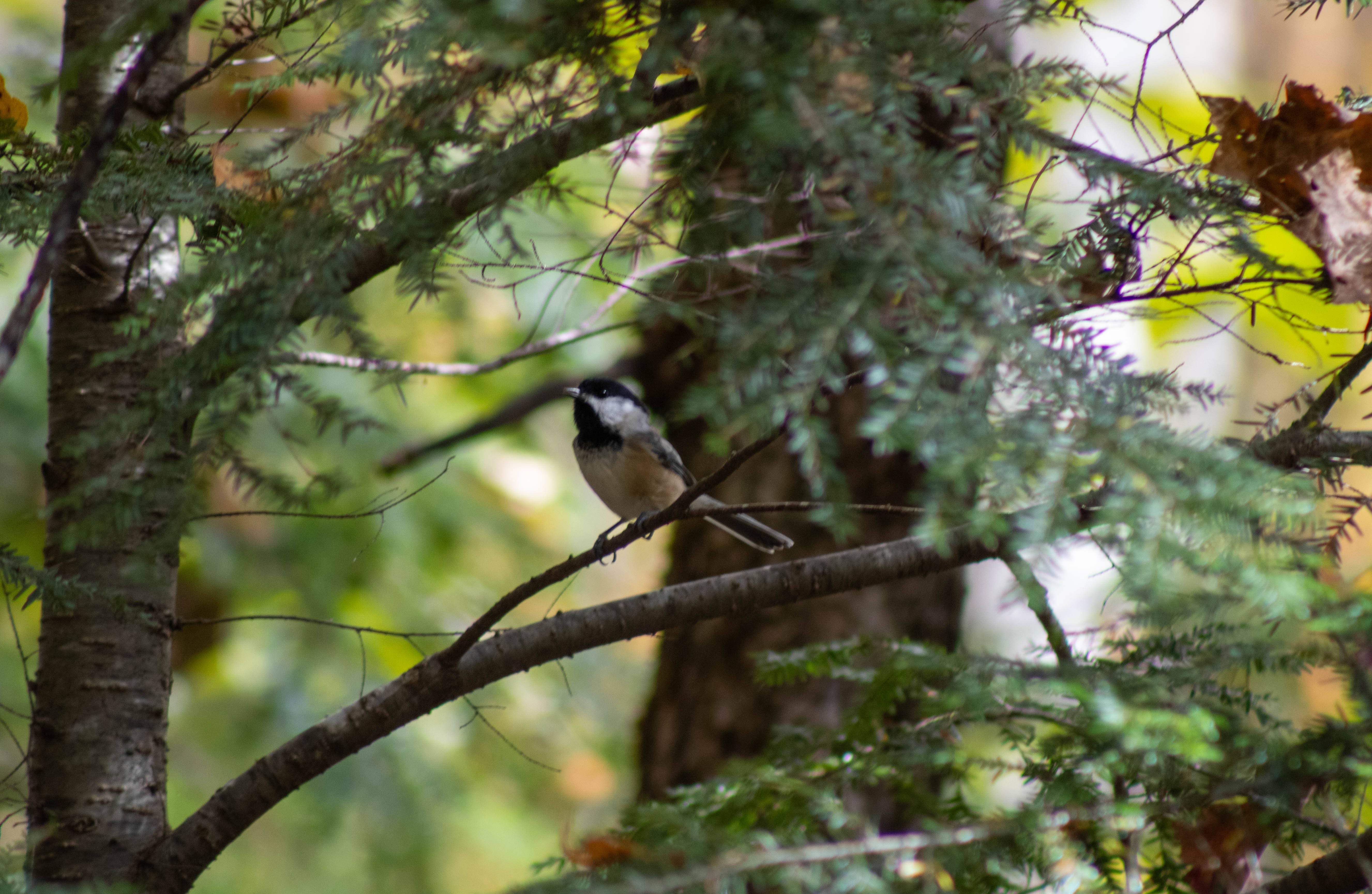 Blacked Capped Chickadee