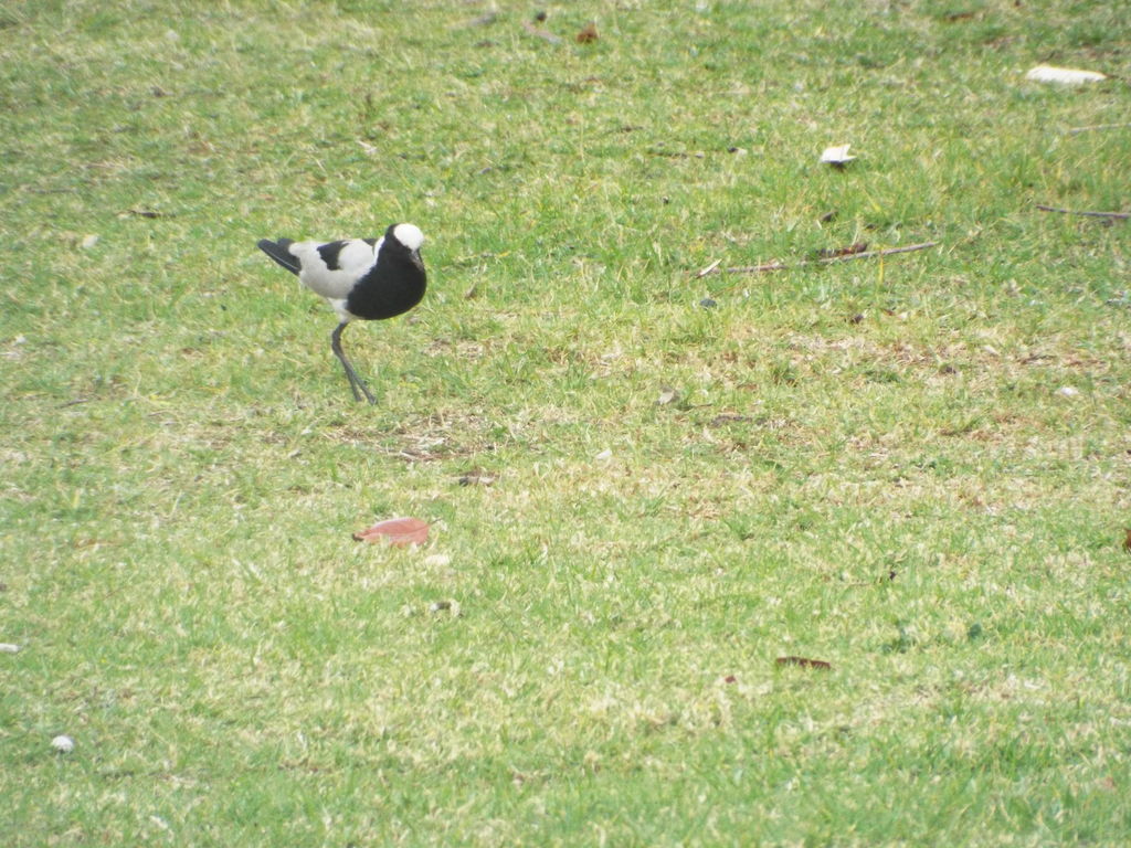 Blacksmith Lapwing