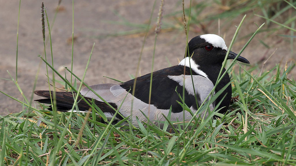 Blacksmith Lapwing
