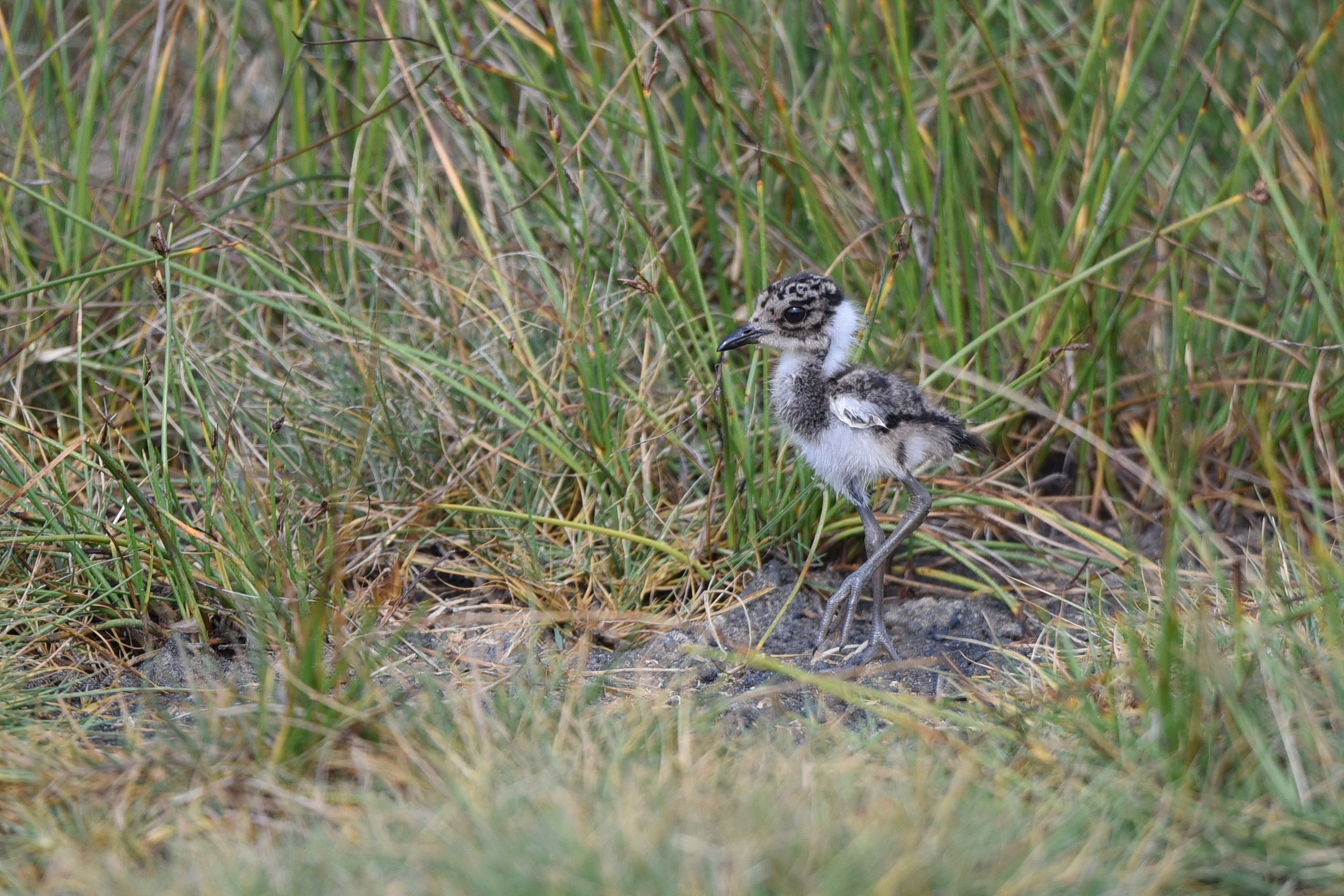 Blacksmith Lapwing