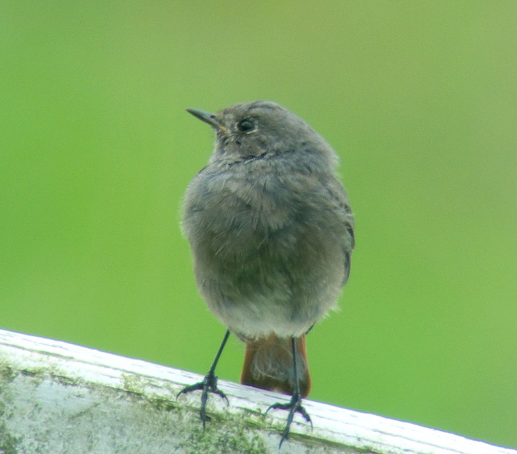 Blackstart (to the left to the left...)