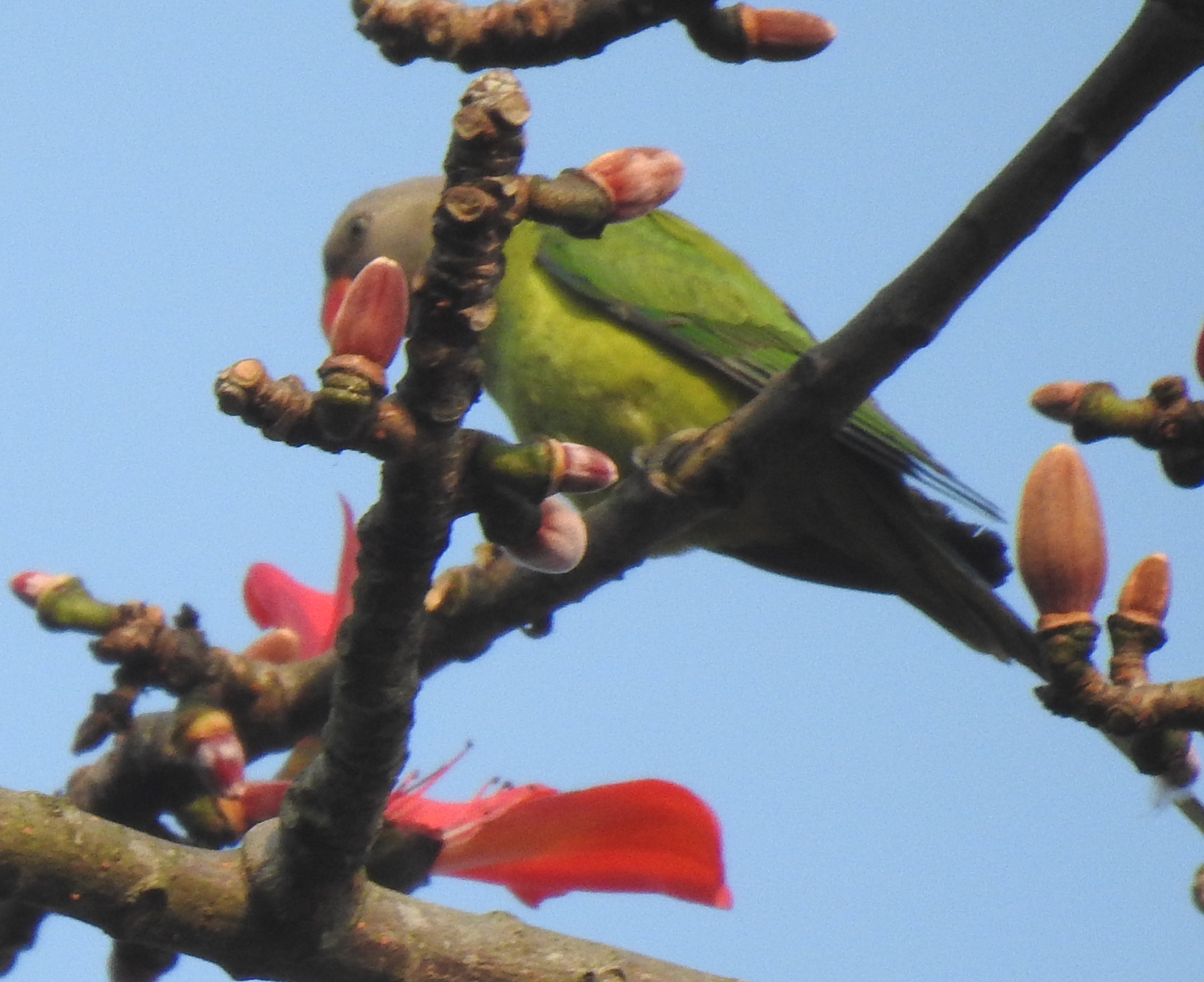 Blossom-headed Parakeet