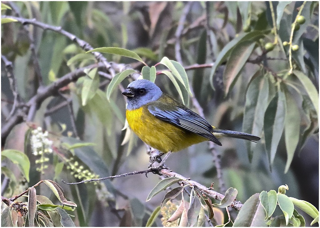 Blue-and-yellow Tanager (male)