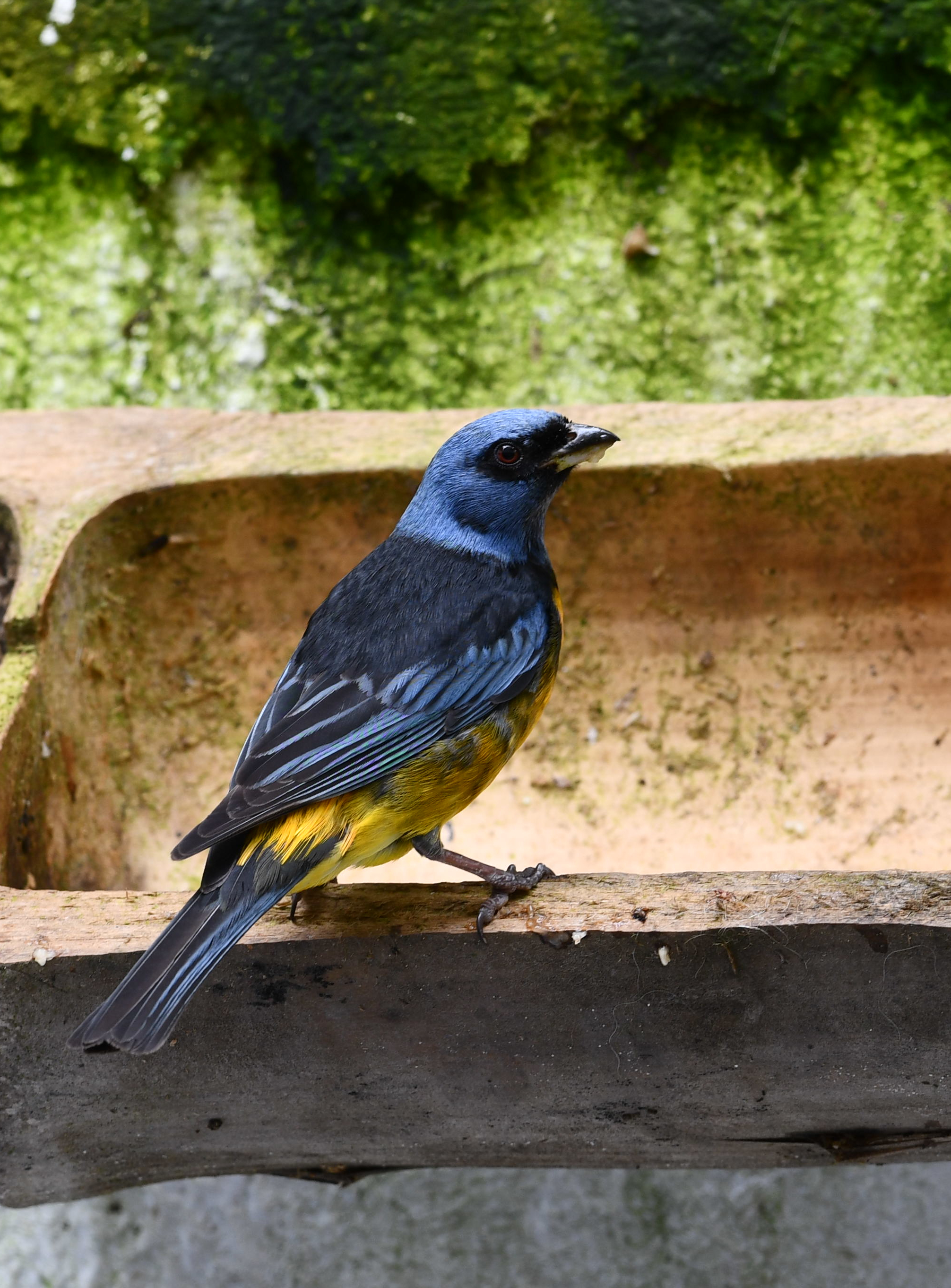 Blue-and-yellow Tanager