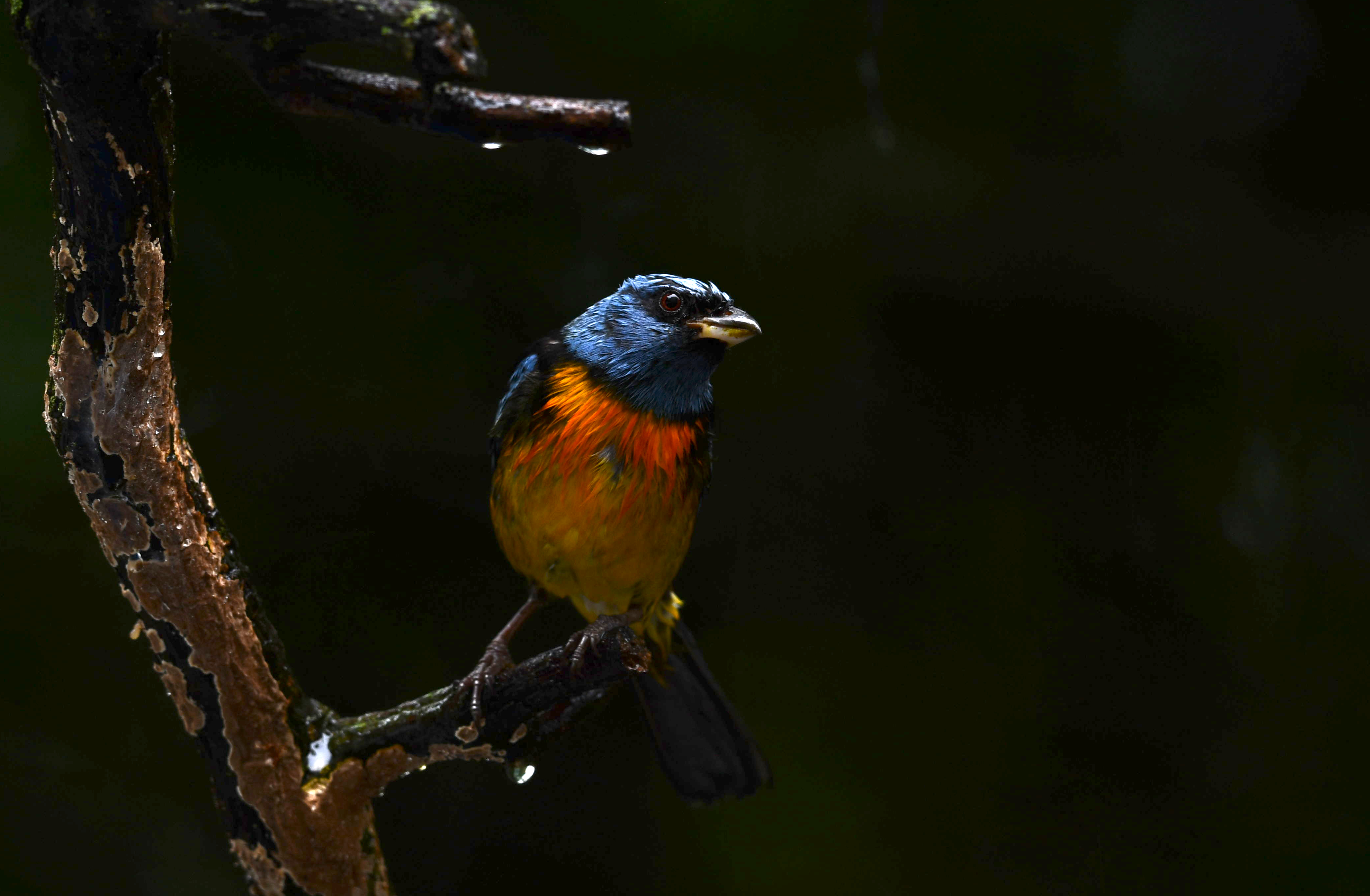 Blue-and-yellow Tanager