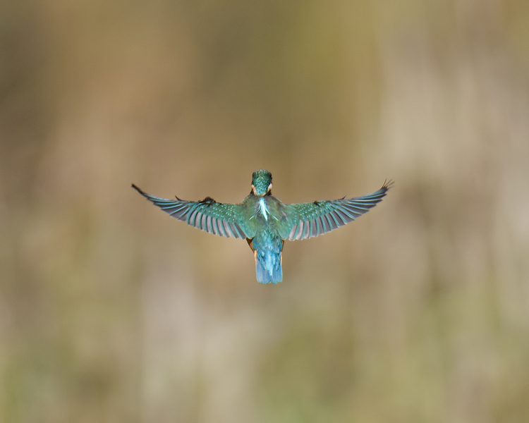 Blue Angel