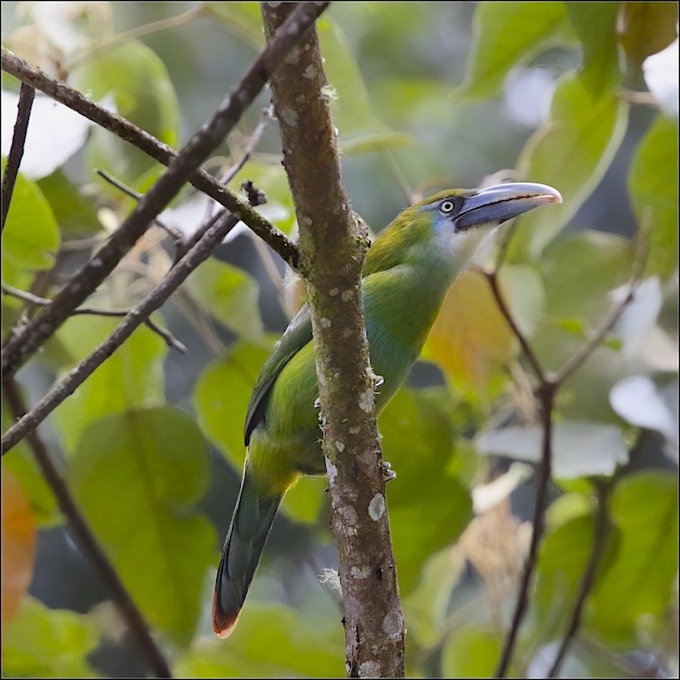 Blue-banded Toucanet