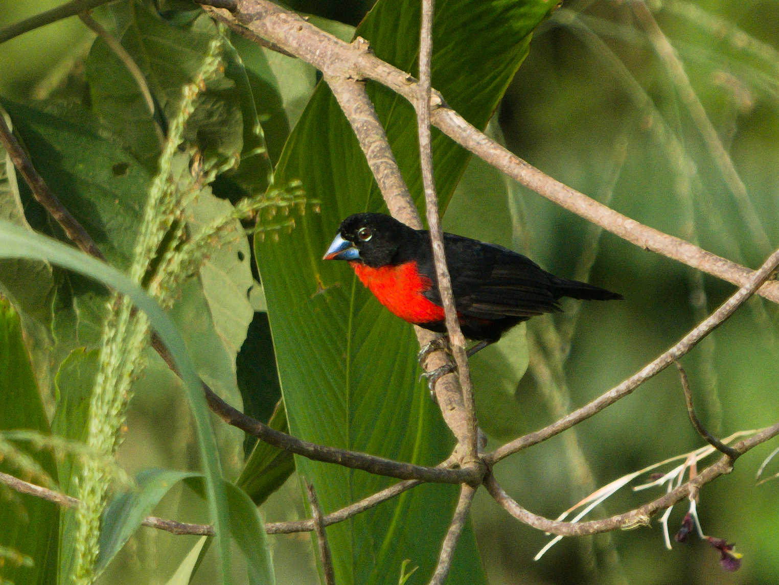 Blue Billed Malimbe