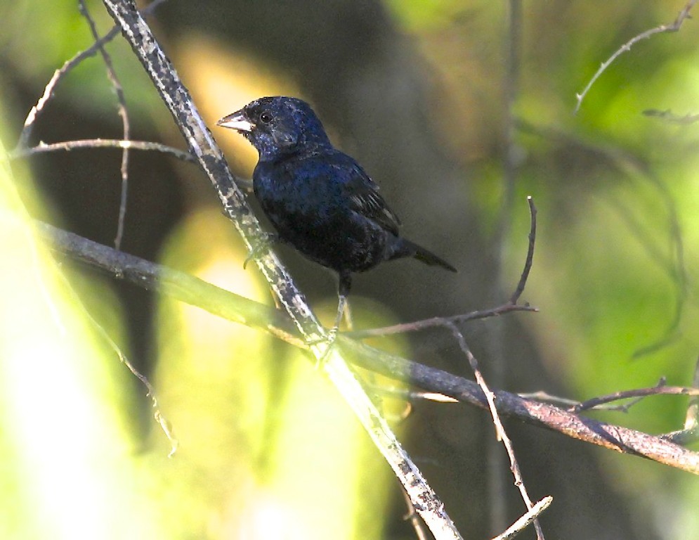 Blue-black Grassquit (male)