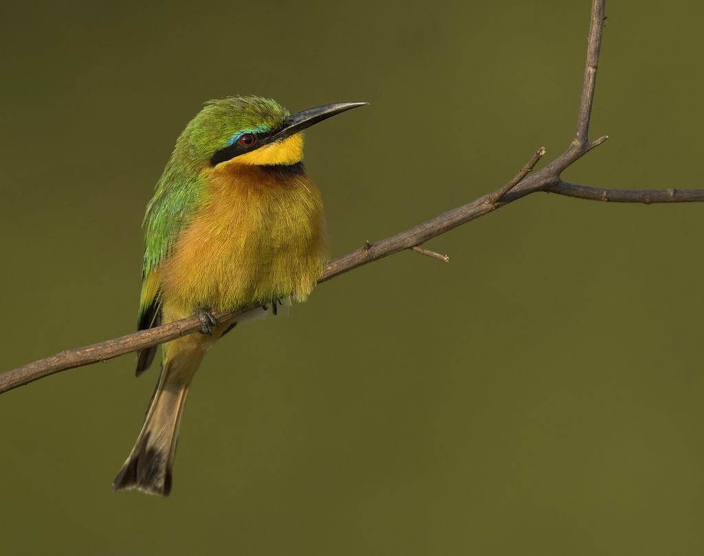 Blue breasted bee-eater