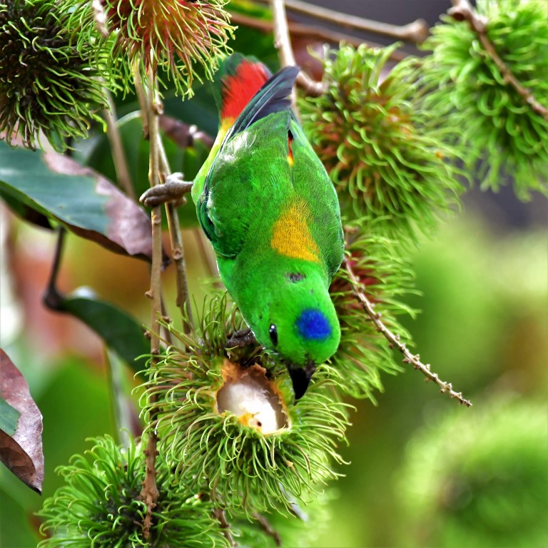 Blue-crowned Hanging parrot (Male)