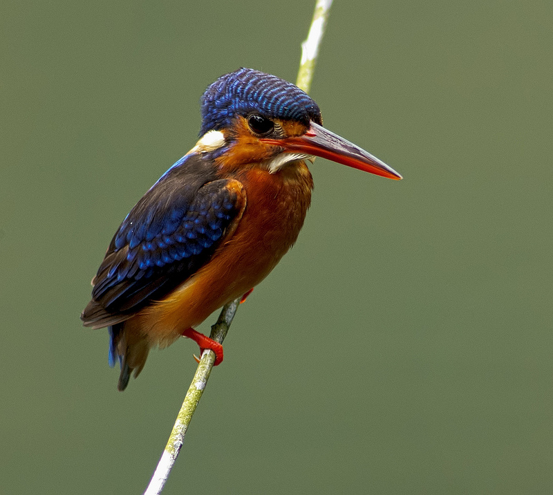 Blue Eared Kingfisher (Female)