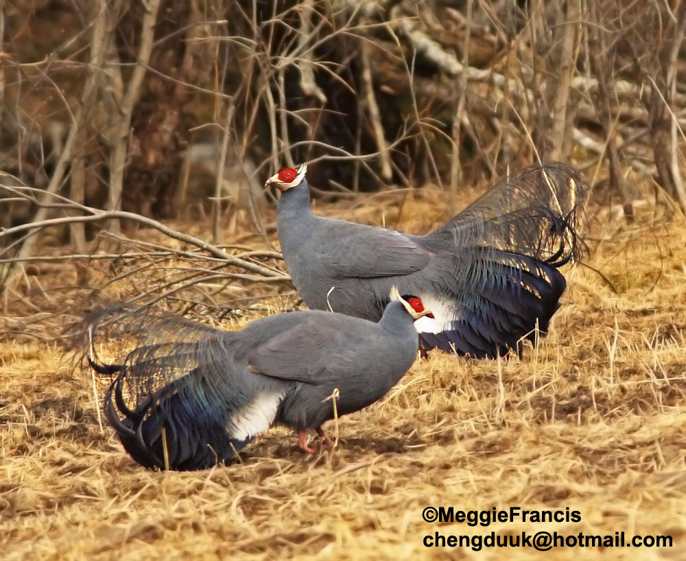 Blue Eared Pheasant