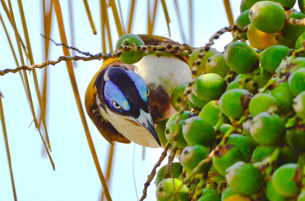 Blue Faced Honeyeater