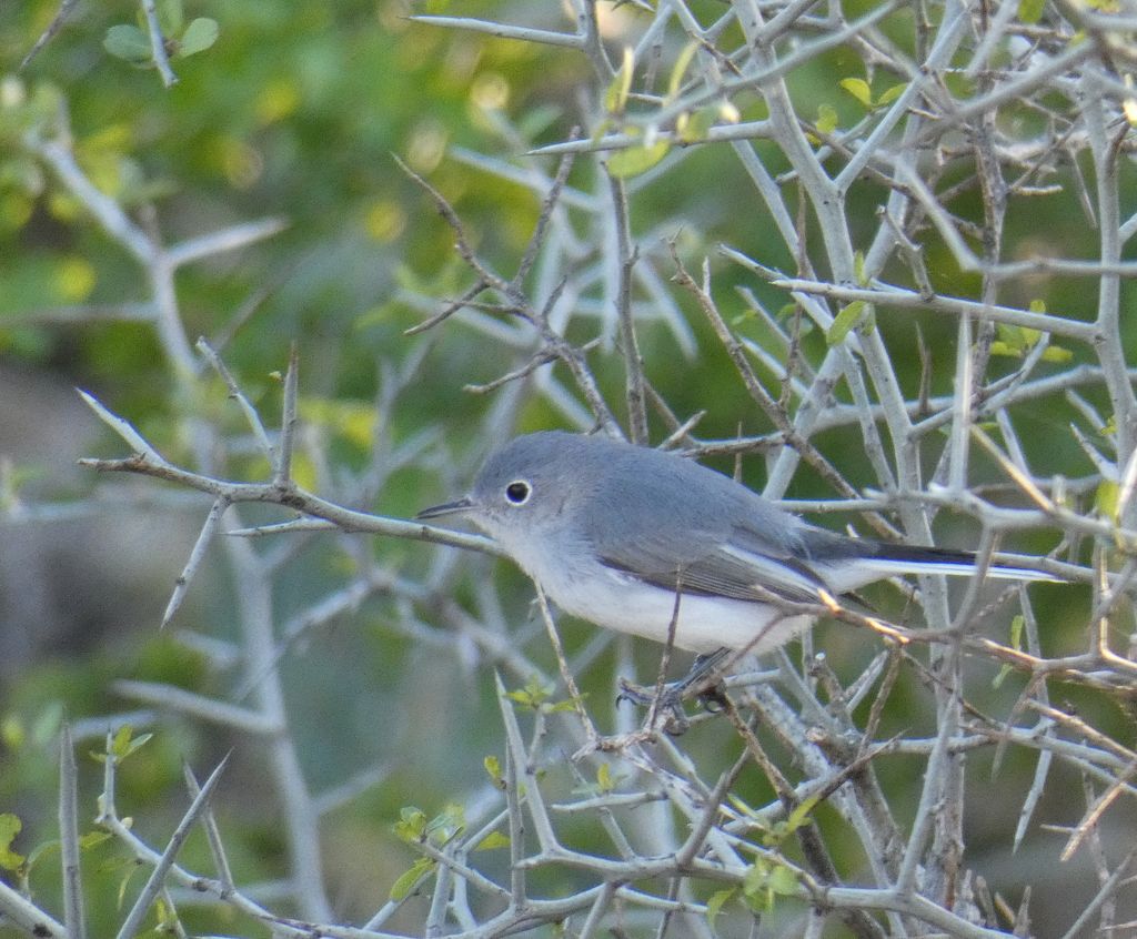 Blue-gray gnatcatcher