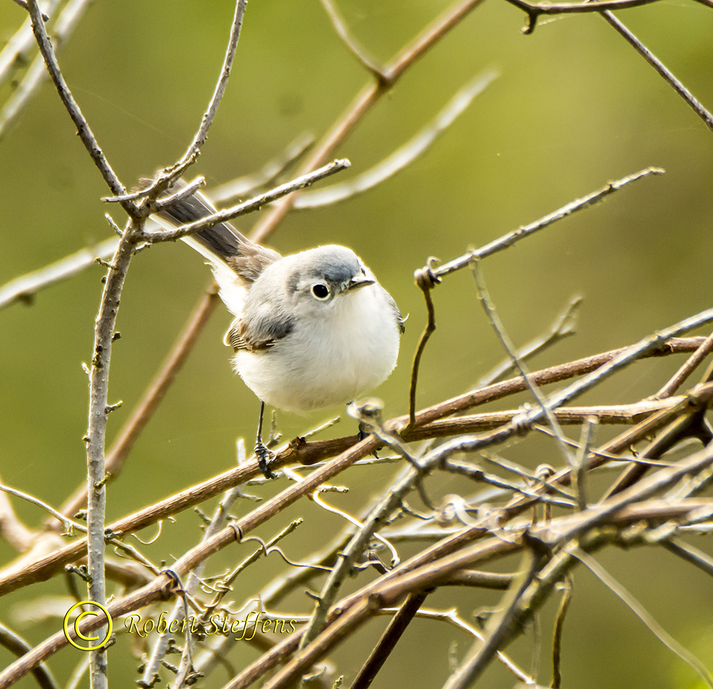 Blue Gray Gnatcatcher