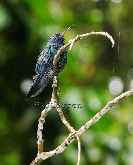 Blue-headed Hummingbird (male)