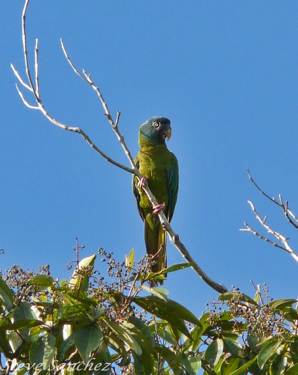 Blue Headed Macaw