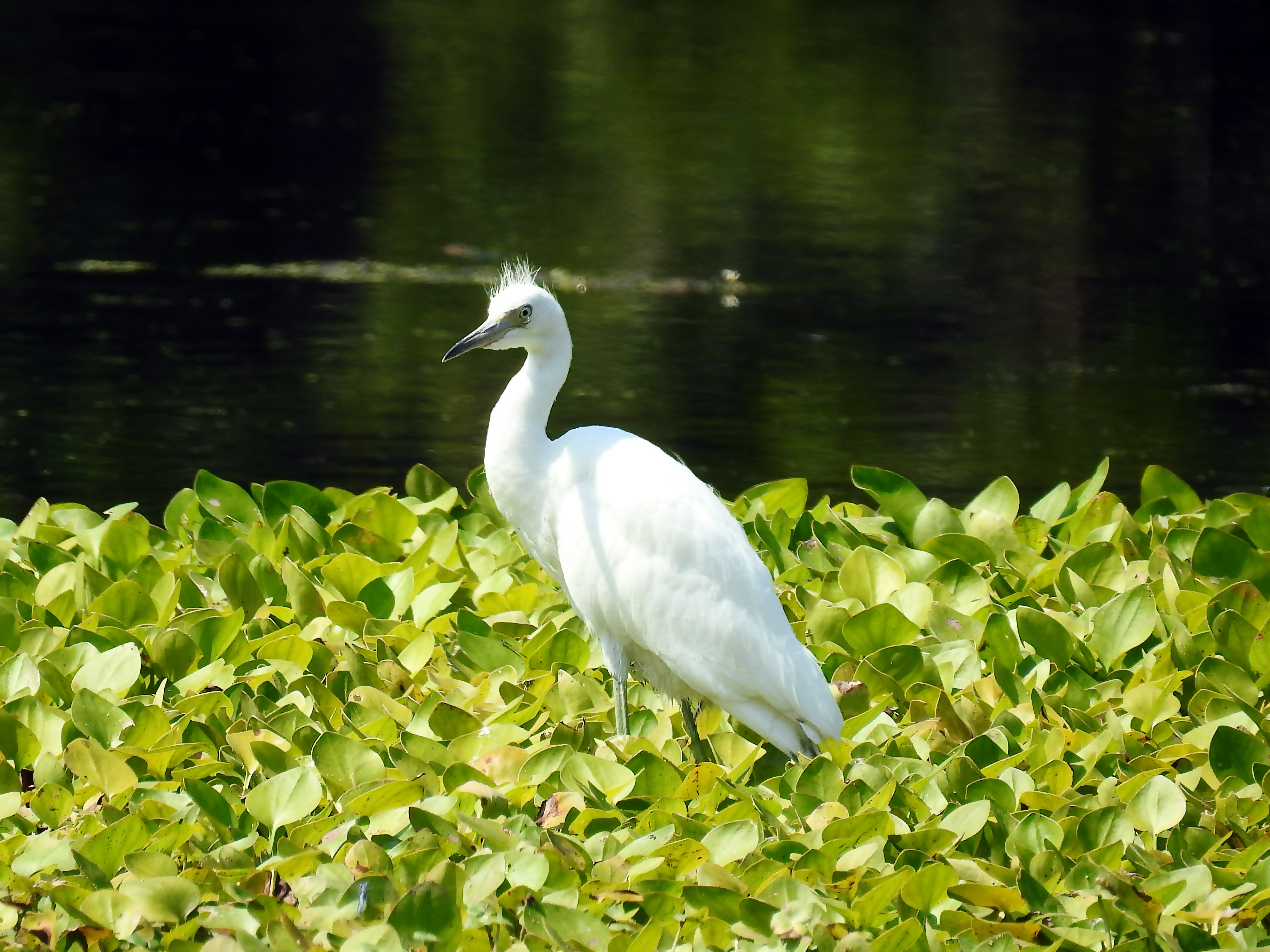 blue heron juvenile..jpg